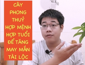 Ý NGHĨA CÂY CẢNH TRONG PHONG THUỶ